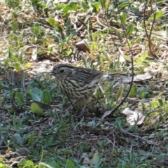 Pyrrholaemus sagittatus (Speckled Warbler) at Red Hill Nature Reserve - 8 Sep 2019 by JackyF