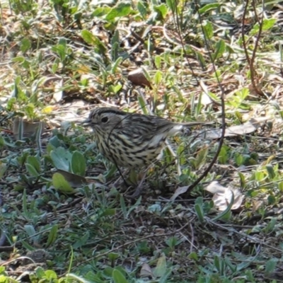 Pyrrholaemus sagittatus (Speckled Warbler) at Red Hill Nature Reserve - 8 Sep 2019 by JackyF