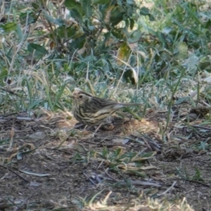 Pyrrholaemus sagittatus at Deakin, ACT - 8 Sep 2019 11:25 AM