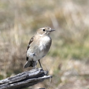 Petroica phoenicea at Rendezvous Creek, ACT - 4 Sep 2019