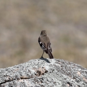 Petroica phoenicea at Rendezvous Creek, ACT - 4 Sep 2019 12:21 PM