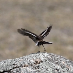 Petroica phoenicea at Rendezvous Creek, ACT - 4 Sep 2019 12:21 PM