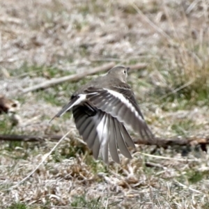 Petroica phoenicea at Rendezvous Creek, ACT - 4 Sep 2019 12:21 PM