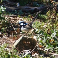 Malurus cyaneus (Superb Fairywren) at Red Hill Nature Reserve - 8 Sep 2019 by JackyF