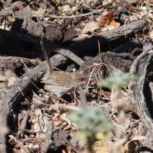 Malurus cyaneus at Deakin, ACT - 8 Sep 2019