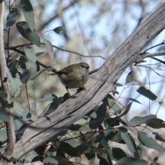 Acanthiza lineata (Striated Thornbill) at Red Hill Nature Reserve - 8 Sep 2019 by JackyF