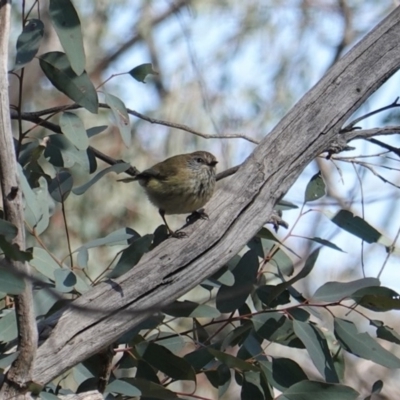 Acanthiza lineata (Striated Thornbill) at Deakin, ACT - 8 Sep 2019 by JackyF