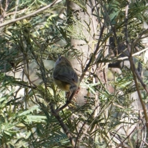 Acanthiza lineata at Deakin, ACT - 8 Sep 2019