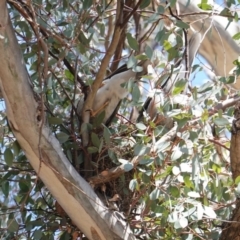 Manorina melanocephala (Noisy Miner) at Red Hill to Yarralumla Creek - 8 Sep 2019 by JackyF