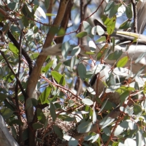 Manorina melanocephala at Hughes, ACT - 8 Sep 2019 11:40 AM