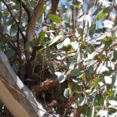 Manorina melanocephala at Hughes, ACT - 8 Sep 2019 11:40 AM