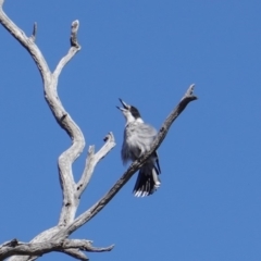 Cracticus torquatus (Grey Butcherbird) at Hughes Grassy Woodland - 7 Sep 2019 by JackyF