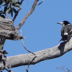 Cracticus torquatus at Hughes, ACT - 8 Sep 2019 09:56 AM