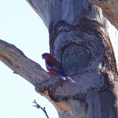 Platycercus elegans (Crimson Rosella) at GG194 - 7 Sep 2019 by JackyF