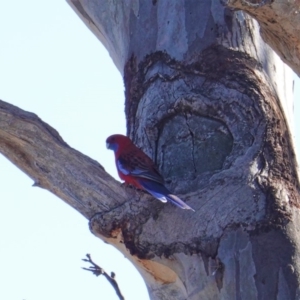 Platycercus elegans at Hughes, ACT - 8 Sep 2019 09:57 AM