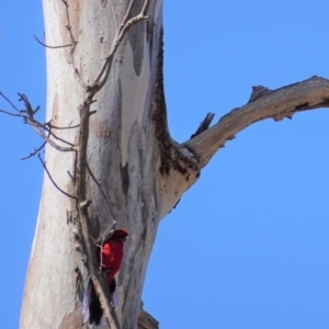 Platycercus elegans at Hughes, ACT - 8 Sep 2019 09:57 AM