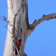 Platycercus elegans at Hughes, ACT - 8 Sep 2019