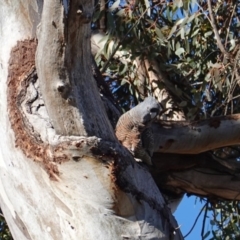 Callocephalon fimbriatum (Gang-gang Cockatoo) at Red Hill to Yarralumla Creek - 9 Sep 2019 by JackyF