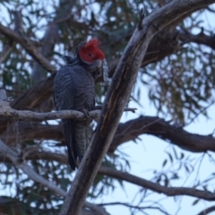 Callocephalon fimbriatum at Hughes, ACT - 9 Sep 2019