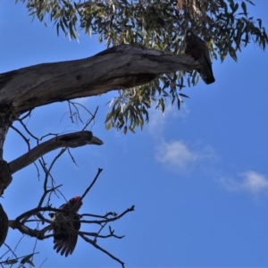 Callocephalon fimbriatum at Hughes, ACT - suppressed