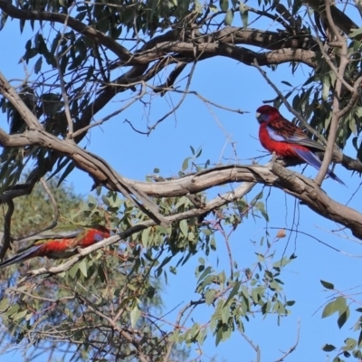 Platycercus elegans (Crimson Rosella) at Hughes, ACT - 9 Sep 2019 by JackyF