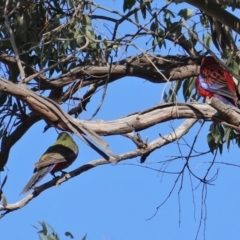 Platycercus elegans at Hughes, ACT - 9 Sep 2019 03:48 PM