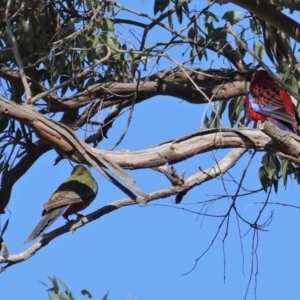 Platycercus elegans at Hughes, ACT - 9 Sep 2019