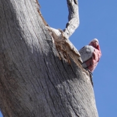 Eolophus roseicapilla (Galah) at Red Hill to Yarralumla Creek - 10 Sep 2019 by JackyF