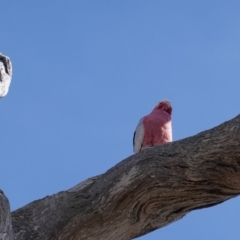 Eolophus roseicapilla at Hughes, ACT - 10 Sep 2019