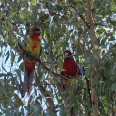 Platycercus eximius (Eastern Rosella) at Hughes, ACT - 10 Sep 2019 by JackyF