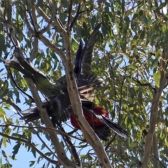 Platycercus eximius at Hughes, ACT - 10 Sep 2019 11:35 AM