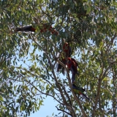 Platycercus eximius at Hughes, ACT - 10 Sep 2019 11:35 AM