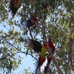 Platycercus eximius at Hughes, ACT - 10 Sep 2019 11:35 AM