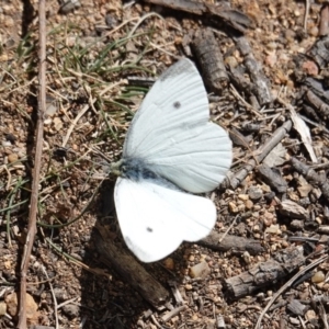 Pieris rapae at Hughes, ACT - 10 Sep 2019 11:54 AM