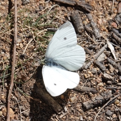 Pieris rapae (Cabbage White) at Red Hill to Yarralumla Creek - 10 Sep 2019 by JackyF