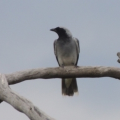 Coracina novaehollandiae (Black-faced Cuckooshrike) at Tennent, ACT - 24 Jan 2015 by michaelb