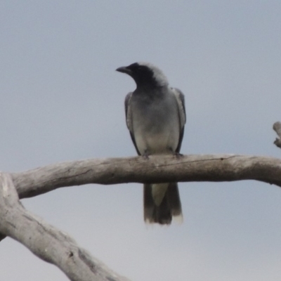 Coracina novaehollandiae (Black-faced Cuckooshrike) at Tennent, ACT - 24 Jan 2015 by MichaelBedingfield