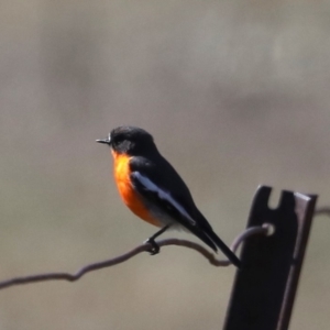 Petroica phoenicea at Rendezvous Creek, ACT - 4 Sep 2019 01:34 PM