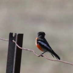 Petroica phoenicea at Rendezvous Creek, ACT - 4 Sep 2019