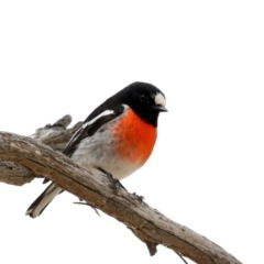 Petroica boodang (Scarlet Robin) at Rendezvous Creek, ACT - 4 Sep 2019 by jbromilow50