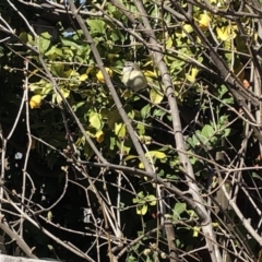 Acanthiza chrysorrhoa (Yellow-rumped Thornbill) at Aranda, ACT - 11 Sep 2019 by Jubeyjubes