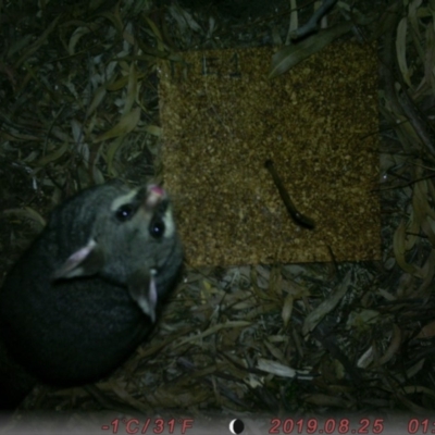 Trichosurus vulpecula (Common Brushtail Possum) at Acton, ACT - 24 Aug 2019 by TacTurtle95