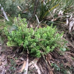 Lobelia dentata (Toothed Lobelia) at Cotter River, ACT - 27 Aug 2019 by NickiTaws