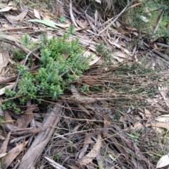 Lobelia dentata (Toothed Lobelia) at Cotter River, ACT - 27 Aug 2019 by NickiTaws