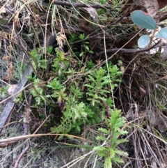 Lobelia dentata (Toothed Lobelia) at Cotter River, ACT - 27 Aug 2019 by NickiTaws