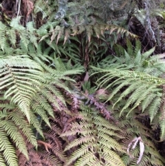 Dicksonia antarctica (Soft Treefern) at Cotter River, ACT - 26 Aug 2019 by NickiTaws