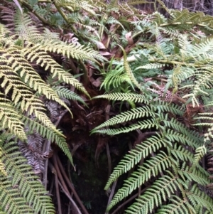 Dicksonia antarctica at Cotter River, ACT - suppressed