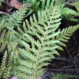 Dicksonia antarctica at Cotter River, ACT - 27 Aug 2019