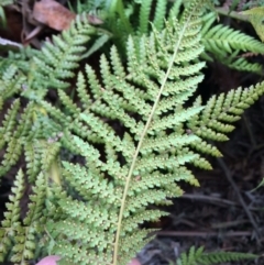 Dicksonia antarctica at Cotter River, ACT - 27 Aug 2019