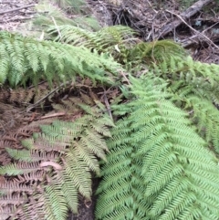 Dicksonia antarctica (Soft Treefern) at Cotter River, ACT - 27 Aug 2019 by NickiTaws